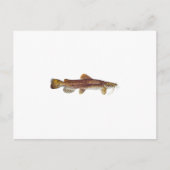 Flathead Catfish Postkarte (Vorderseite)