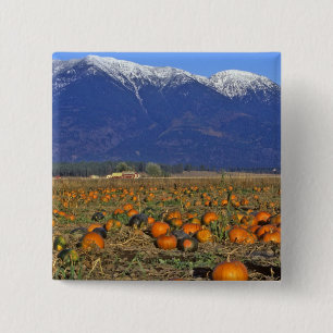 Flathead Valley Montana Kürbisfeld Button