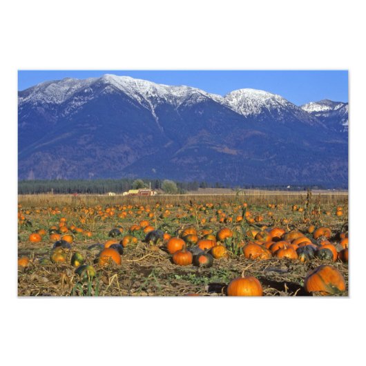 Flathead Valley Montana Kürbisfeld Fotodruck (Vorne)