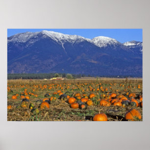 Flathead Valley Montana Kürbisfeld Poster