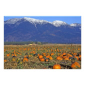 Flathead Valley Montana Pumpkin Patch Fotodruck (Vorne)