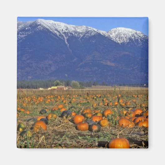 Flathead Valley Montana Pumpkin Patch Magnet (Vorne)