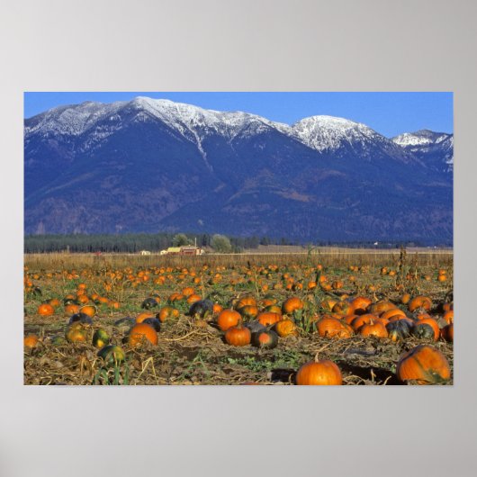 Flathead Valley Montana Pumpkin Patch Poster (Vorne)