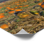 Flathead Valley Montana Pumpkin Patch Poster (Ecke)