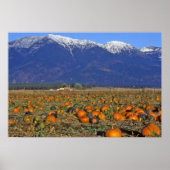 Flathead Valley Montana Pumpkin Patch Poster (Vorne)