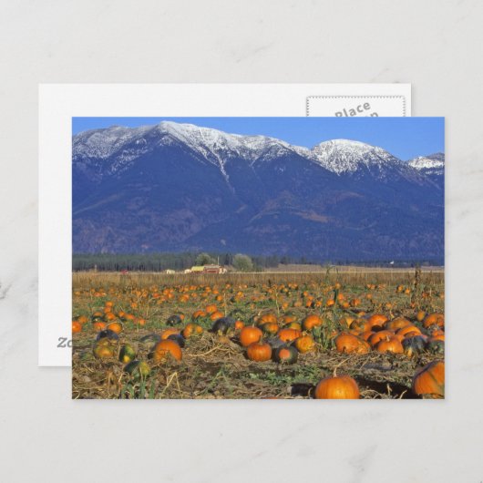 Flathead Valley Montana Pumpkin Patch Postkarte (Vorne/Hinten)