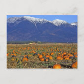 Flathead Valley Montana Pumpkin Patch Postkarte (Vorderseite)