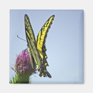 Flattern Magnet
