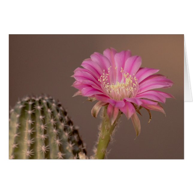 Flatty Cake blüht (Vorderseite (Horizontal))