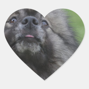 Flaumiger Keeshond Herz-Aufkleber
