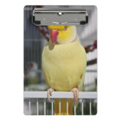 Flaumiger Lutino Inder Ringneck Parakeet Mini Klemmbrett (Vorderseite)