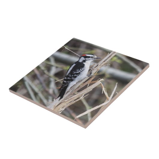 Flaumiger Specht Fliese (Seite)