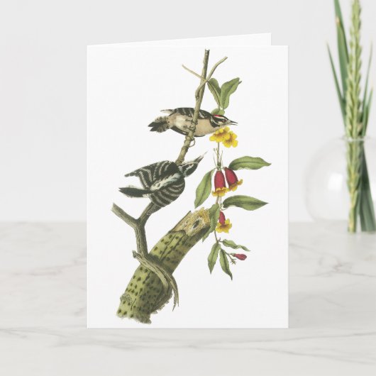 Flaumiger Specht - John Audubon Karte (Vorderseite)