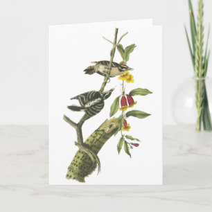 Flaumiger Specht - John Audubon Karte