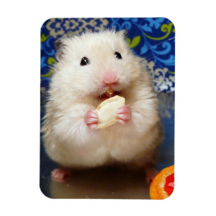 Flaumiger syrischer Hamster Kokolinka, das einen Magnet