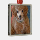 Flaumiges Aprikosen-Pudel-Hündchen Ornament Aus Metall (Rechts)