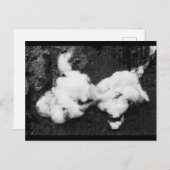 Flauschig Urlaub Postkarte (Vorne/Hinten)