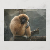 Flauschig weißer Glattleder Postkarte (Vorderseite)