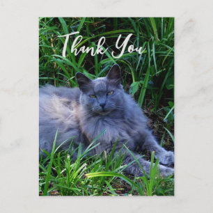 Flauschige Russische Blaue Katze Dankeschön-Karte Postkarte