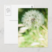 Flauschiger Löwenzahn Postkarte (Vorne/Hinten)