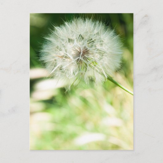 Flauschiger Löwenzahn Postkarte (Vorderseite)