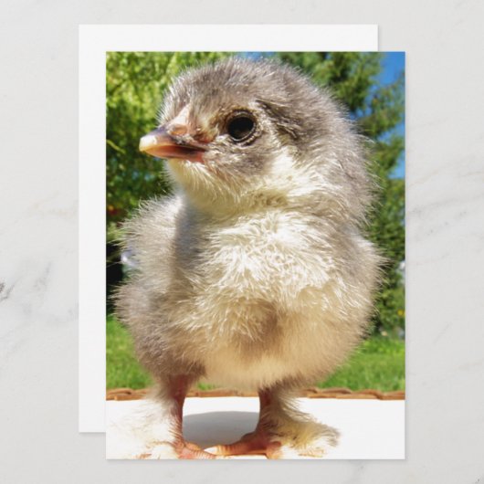 flauschiges Huhn (Vorne/Hinten)