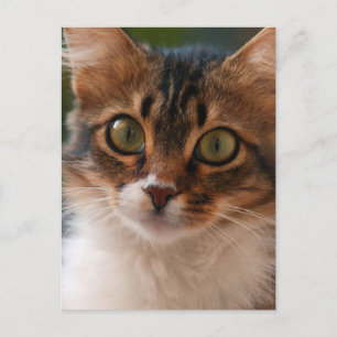 Flauschiges Kätzchen mit grünen Augen Foto Postkarte