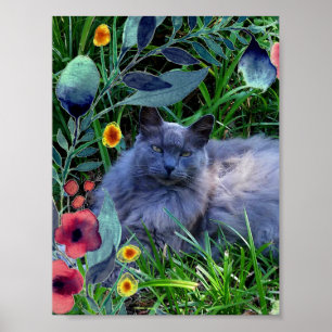 Flauschiges Langhaar-Russisch-Blau-Katze-Plakat Poster