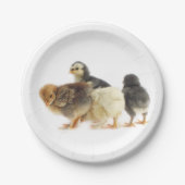 Flaute Pappteller (Vorderseite)