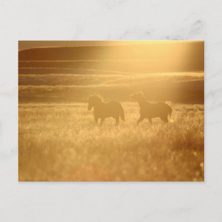 Flaxen Fields Postkarte