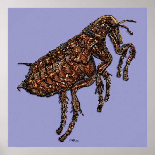 Flea auf Lilac Poster (Vorne)