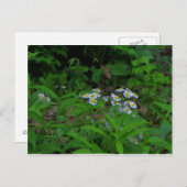 Fleabane Blume Postkarte (Vorne/Hinten)