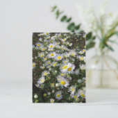 Fleabane Daisy Post Card Postkarte (Stehend Vorderseite)