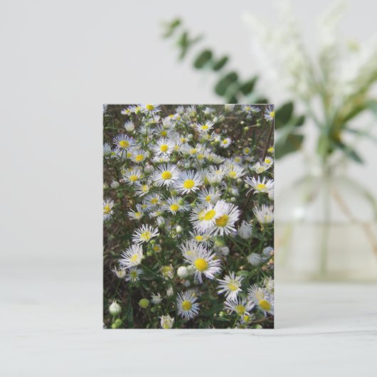 Fleabane Daisy Post Card Postkarte (Stehend Vorderseite)
