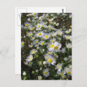 Fleabane Daisy Post Card Postkarte (Vorne/Hinten)