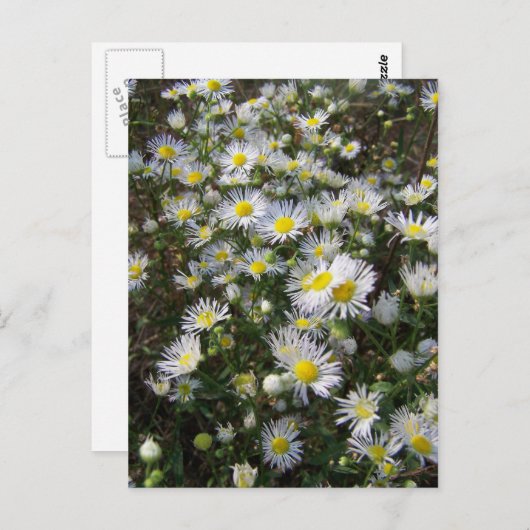 Fleabane Daisy Post Card Postkarte (Vorne/Hinten)