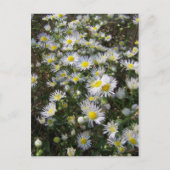 Fleabane Daisy Post Card Postkarte (Vorderseite)