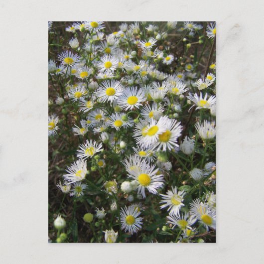 Fleabane Daisy Post Card Postkarte (Vorderseite)