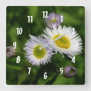 Fleabane Tiny Daisies Blume Quadratische Wanduhr