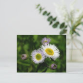 Fleabane White Daisies Blume Postkarte (Stehend Vorderseite)