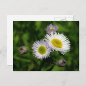 Fleabane White Daisies Blume Postkarte (Vorne/Hinten)