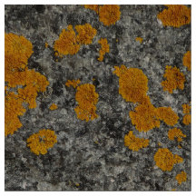 Flechte auf Granit-Fotogewebe