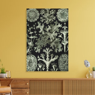 Flechte von Ernst Haeckel, Vintage Natur Pflanzen Leinwanddruck