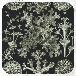 Flechte von Ernst Haeckel, Vintage Natur Pflanzen Runder Aufkleber