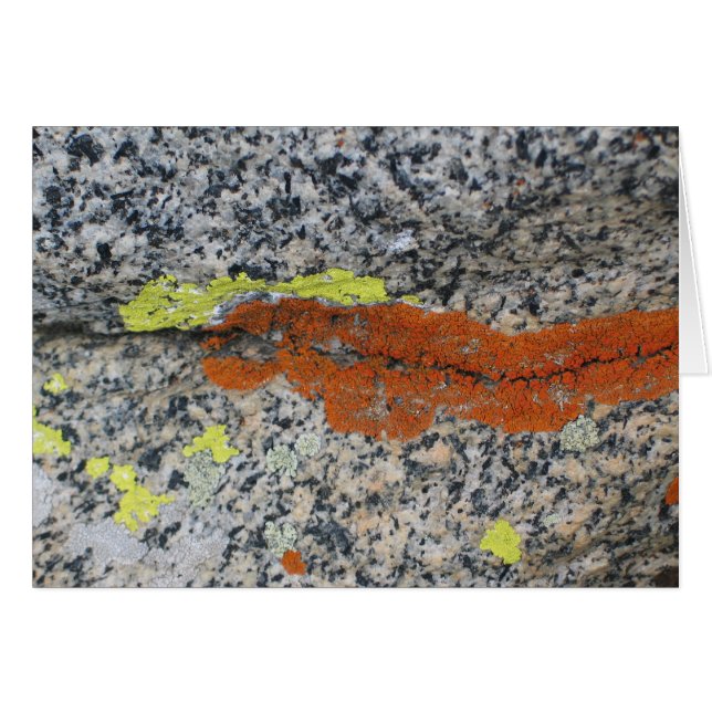 Flechten, Mammutbaum-Nationalpark (Vorderseite (Horizontal))