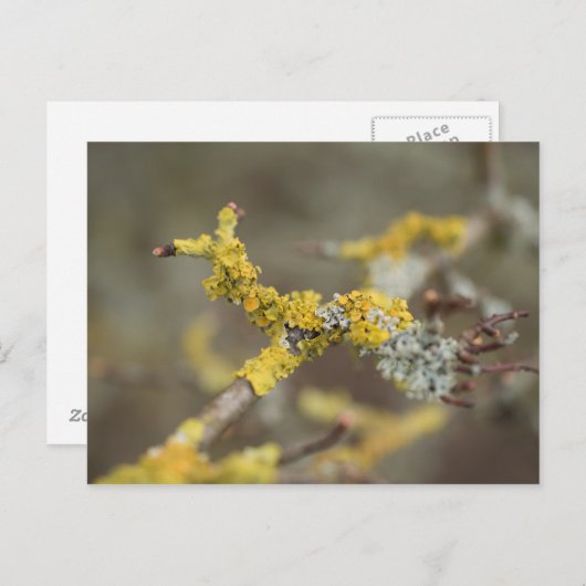 Flechten Postkarte (Vorne/Hinten)