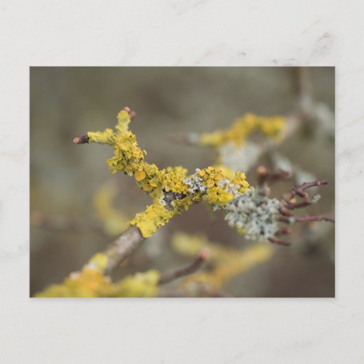 Flechten Postkarte (Vorderseite)