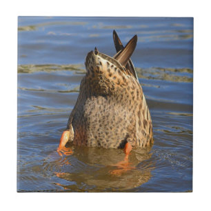 Flecken auf der Ente Fliese