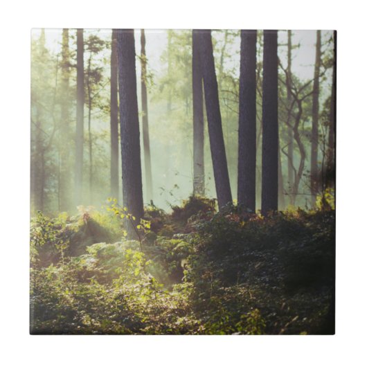 Flecken des Unterholzes im Wald Fliese (Vorderseite)