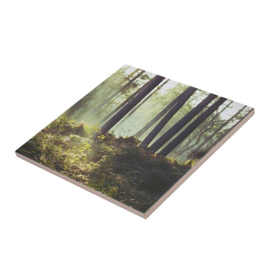 Flecken des Unterholzes im Wald Fliese (Seite)